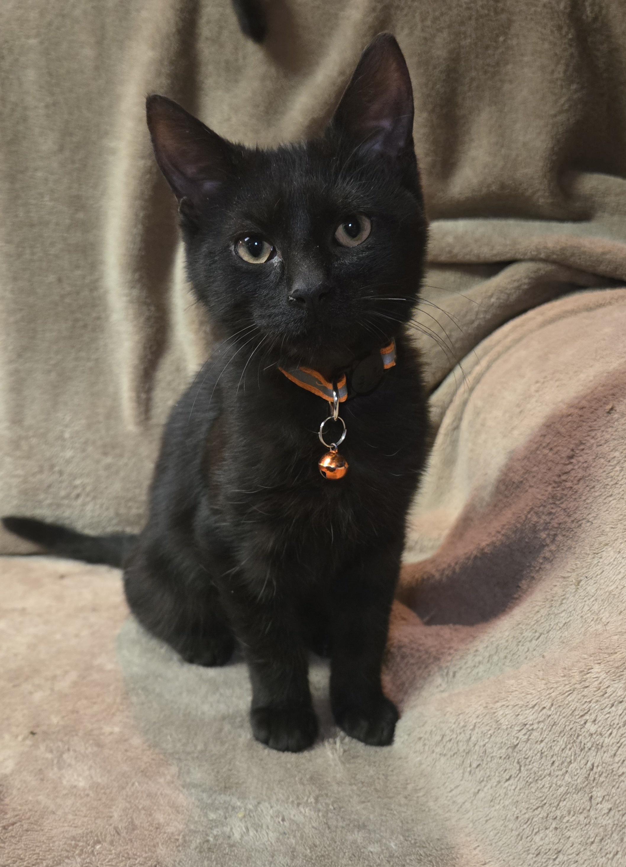 Enlarge Aligot, an adopted Domestic Short Hair in Stoughton, WI image 1/3