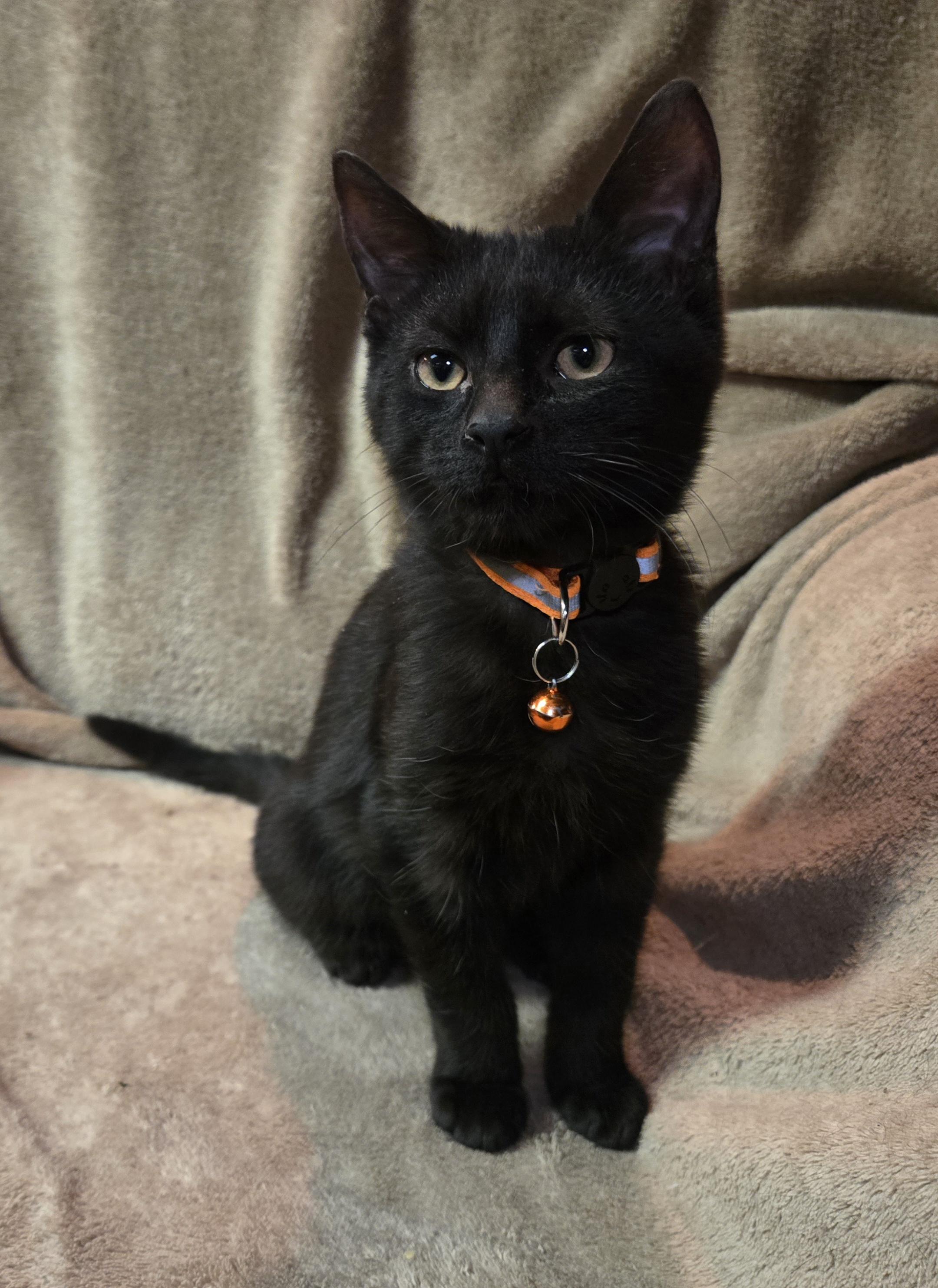 Enlarge Aligot, an adopted Domestic Short Hair in Stoughton, WI image 2/3