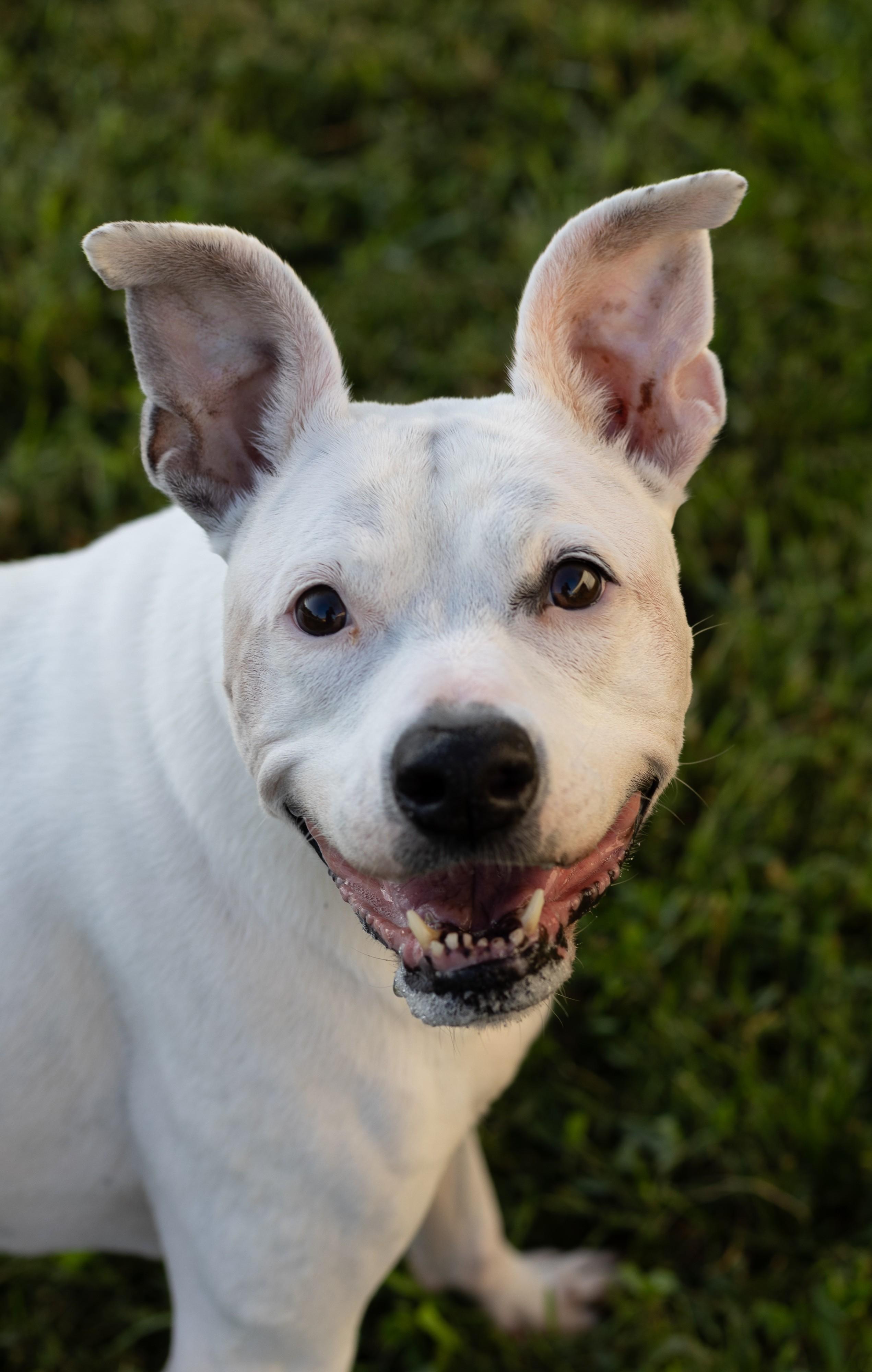 Enlarge River (Adoption fee is sponsored), an adopted mixed breed in Stafford, VA image 1/2