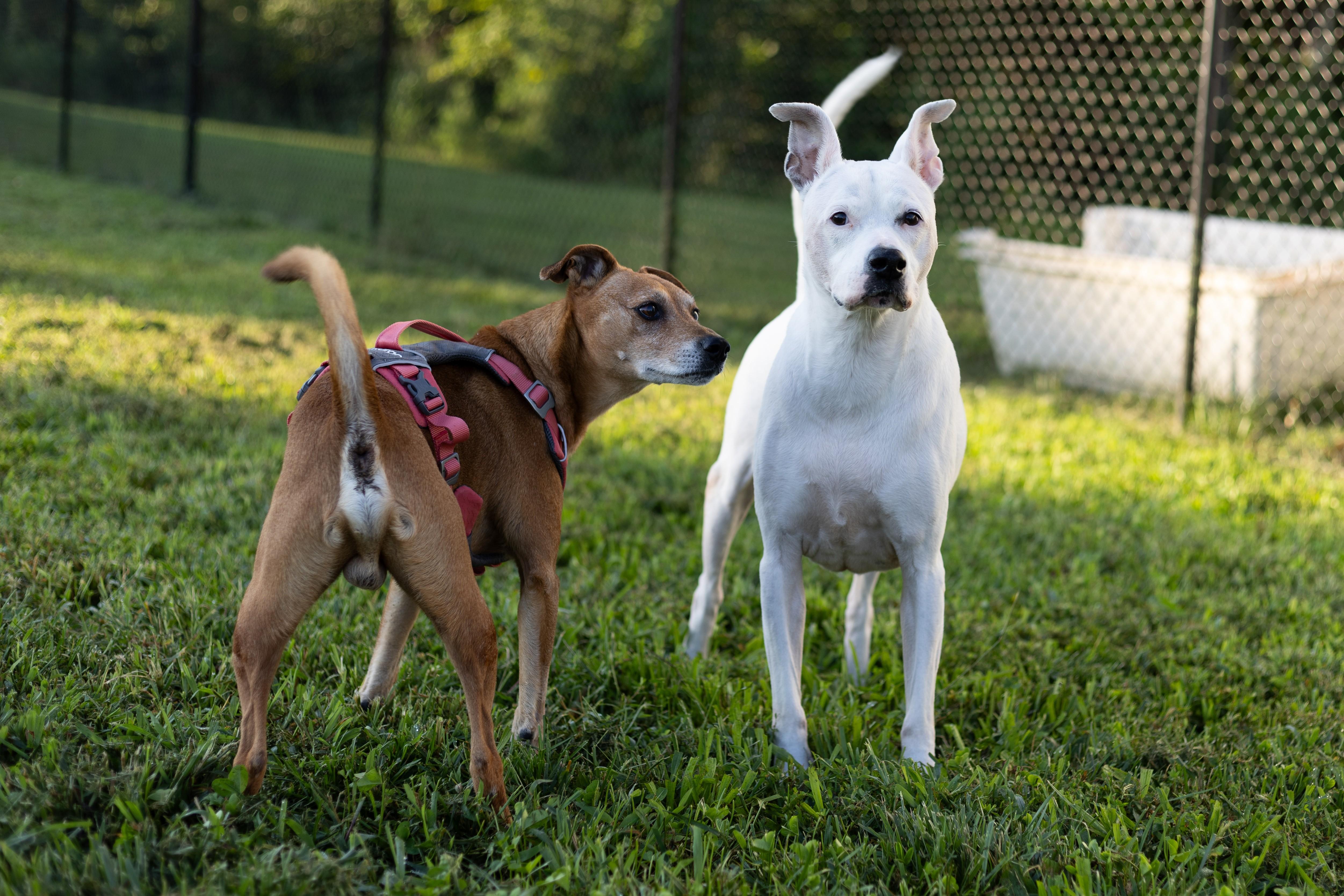 Enlarge River (Adoption fee is sponsored), an adopted mixed breed in Stafford, VA image 2/2