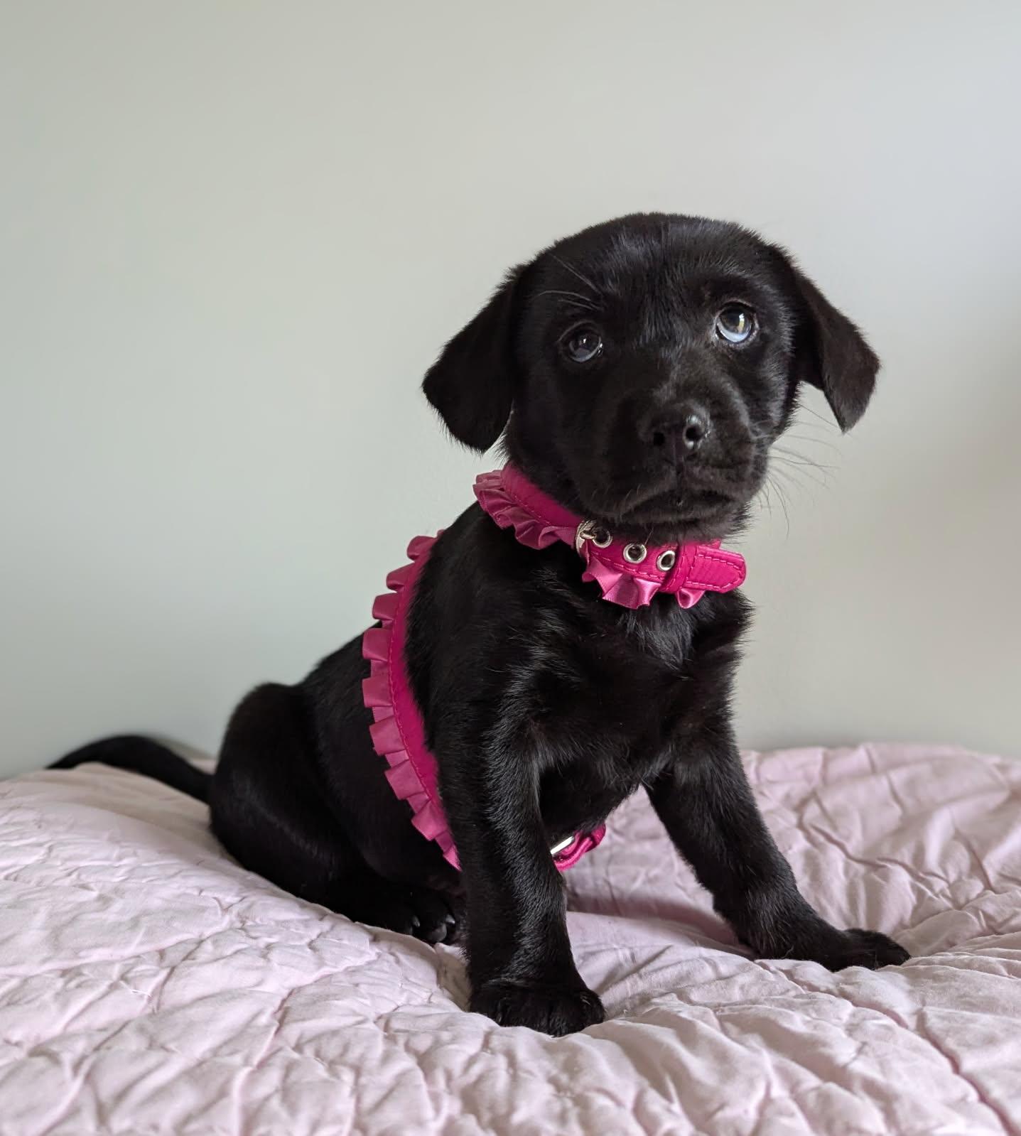 Dandelion, a Adopted Mixed Breed in Goldsboro, NC image 1/3