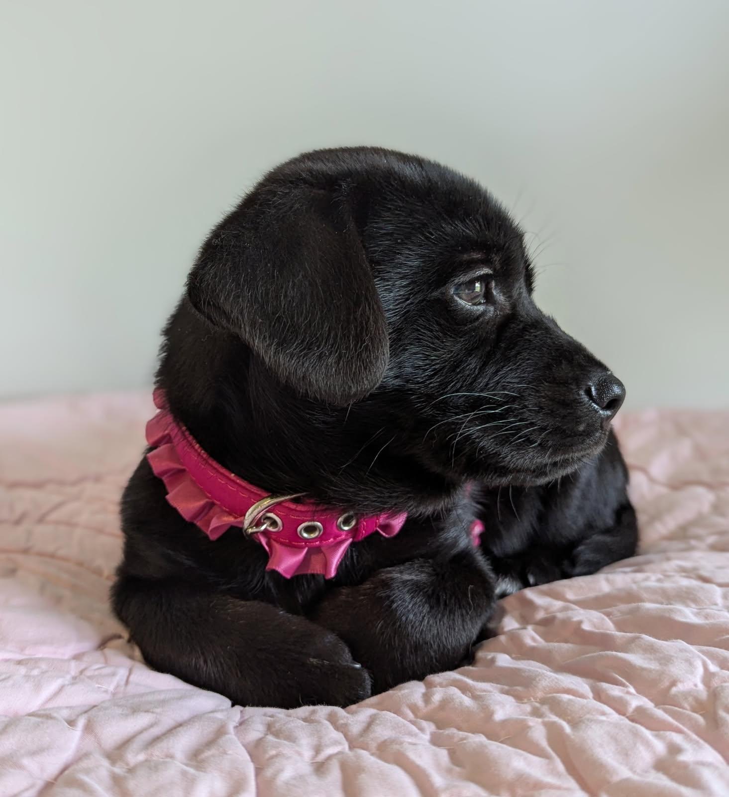 Dandelion, a Adopted Mixed Breed in Goldsboro, NC image 2/3