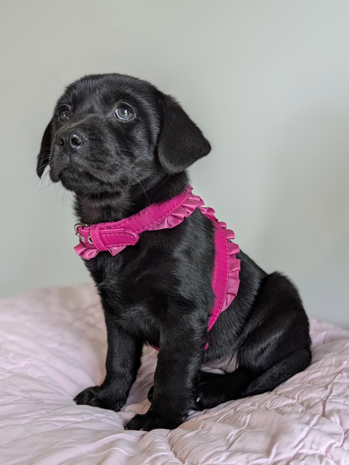 Dandelion, a Adopted Mixed Breed in Goldsboro, NC image 3/3