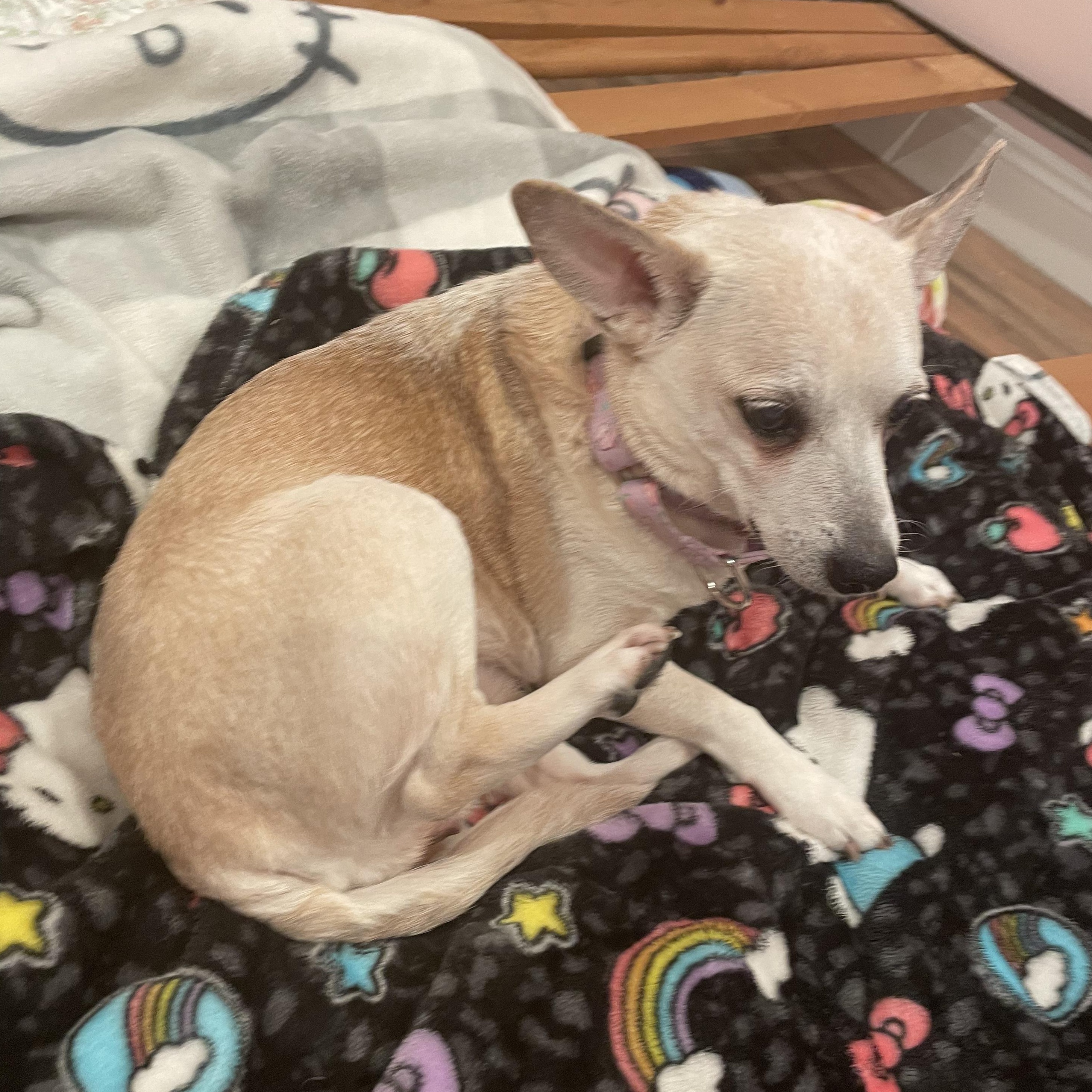 Frannie — thumbnail 2