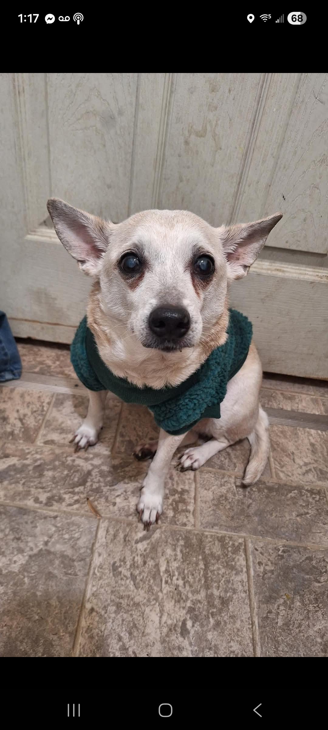 Frannie — thumbnail 4