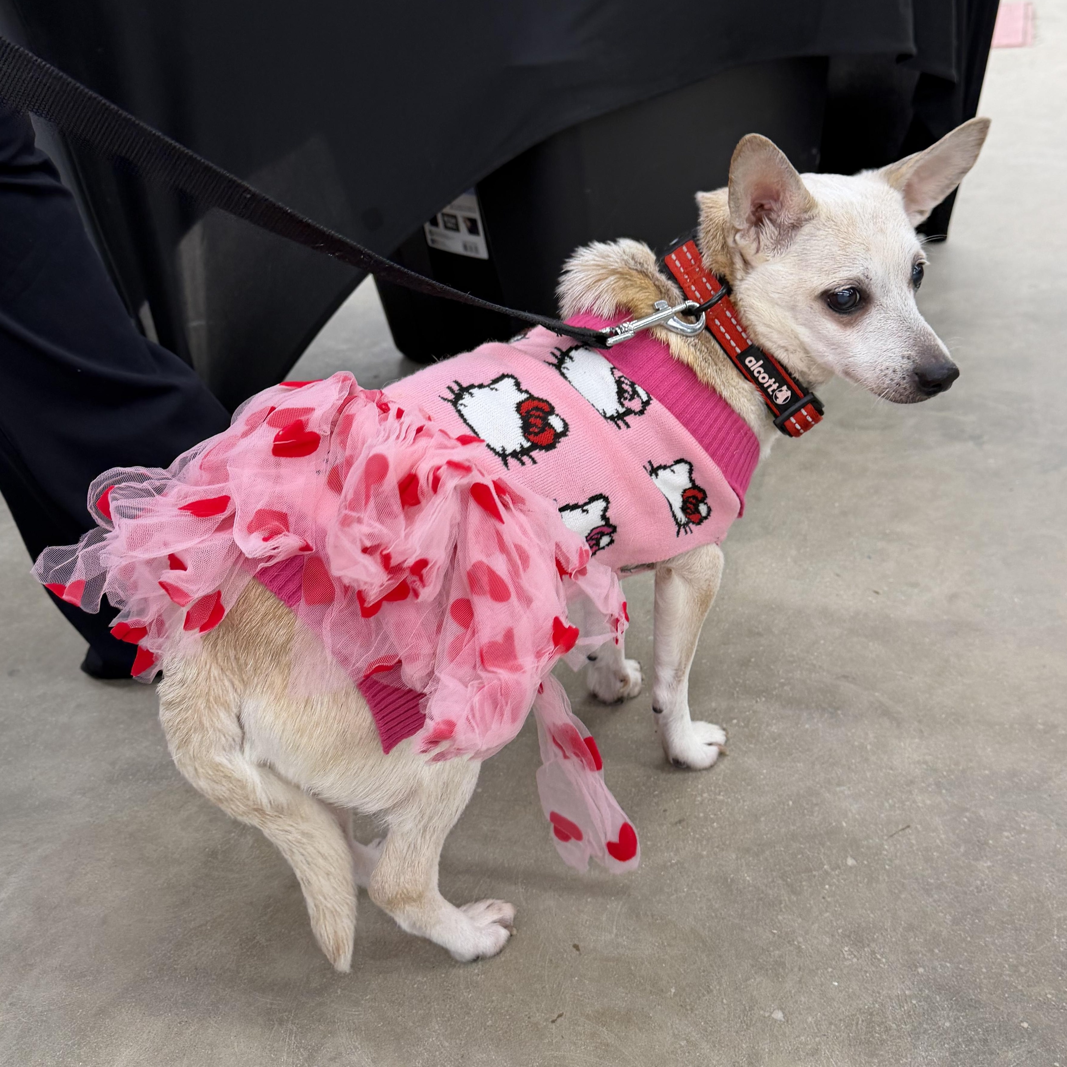 Frannie — thumbnail 5