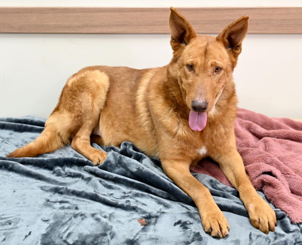 Klondike *Sponsored Adoption, a Adoptable mixed breed in Christiansburg, VA image 1/2