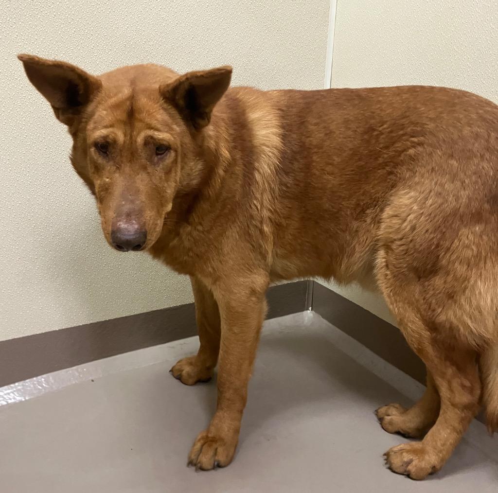 Klondike, Adoptable, Adult Male German Shepherd Dog.