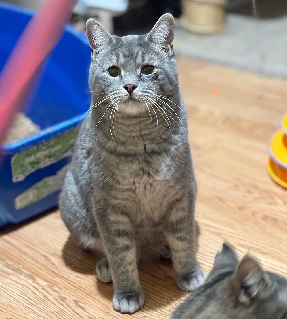 Enlarge Kite, an adopted Domestic Short Hair in Fair Haven, VT image 1/4