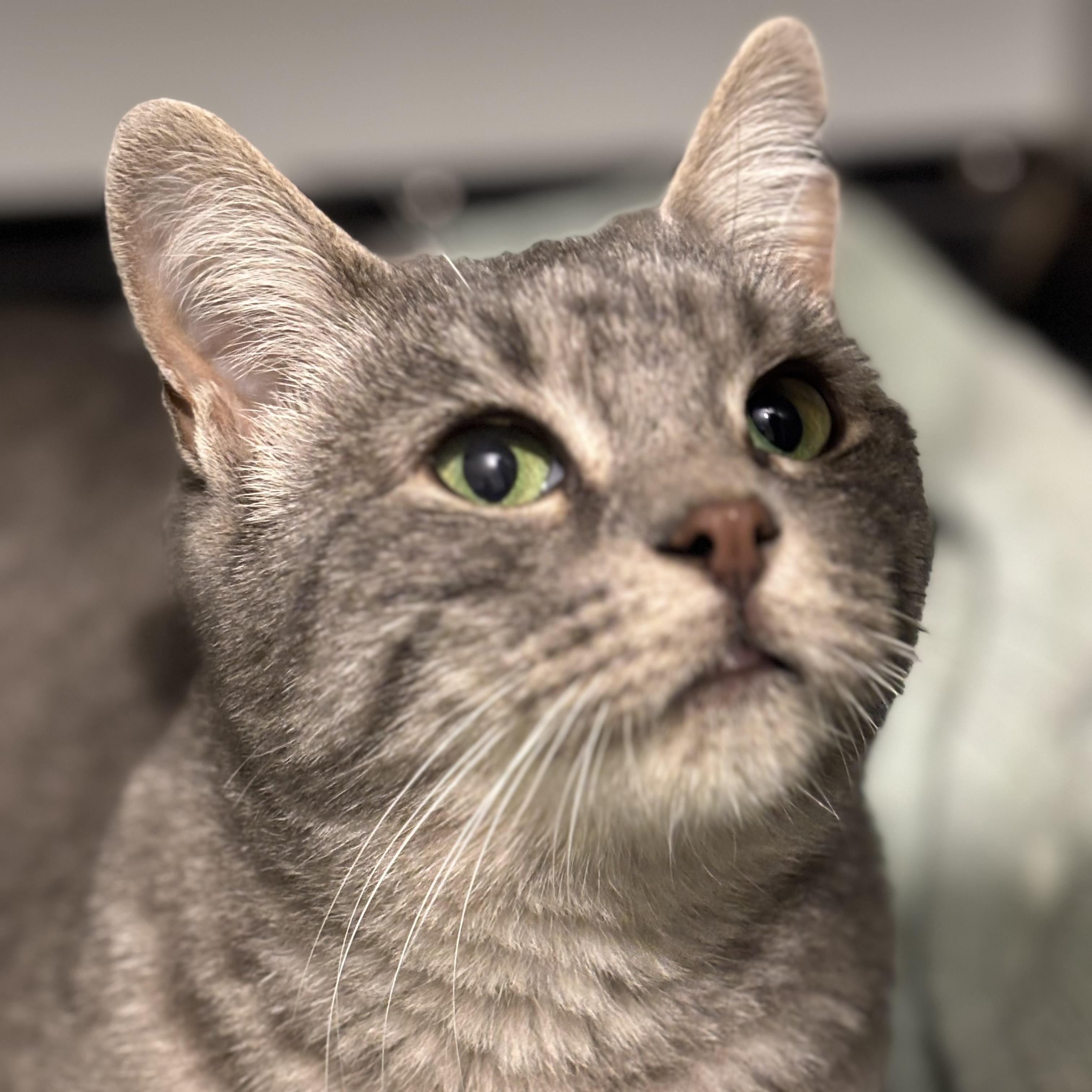 Enlarge Kite, an adopted Domestic Short Hair in Fair Haven, VT image 3/4