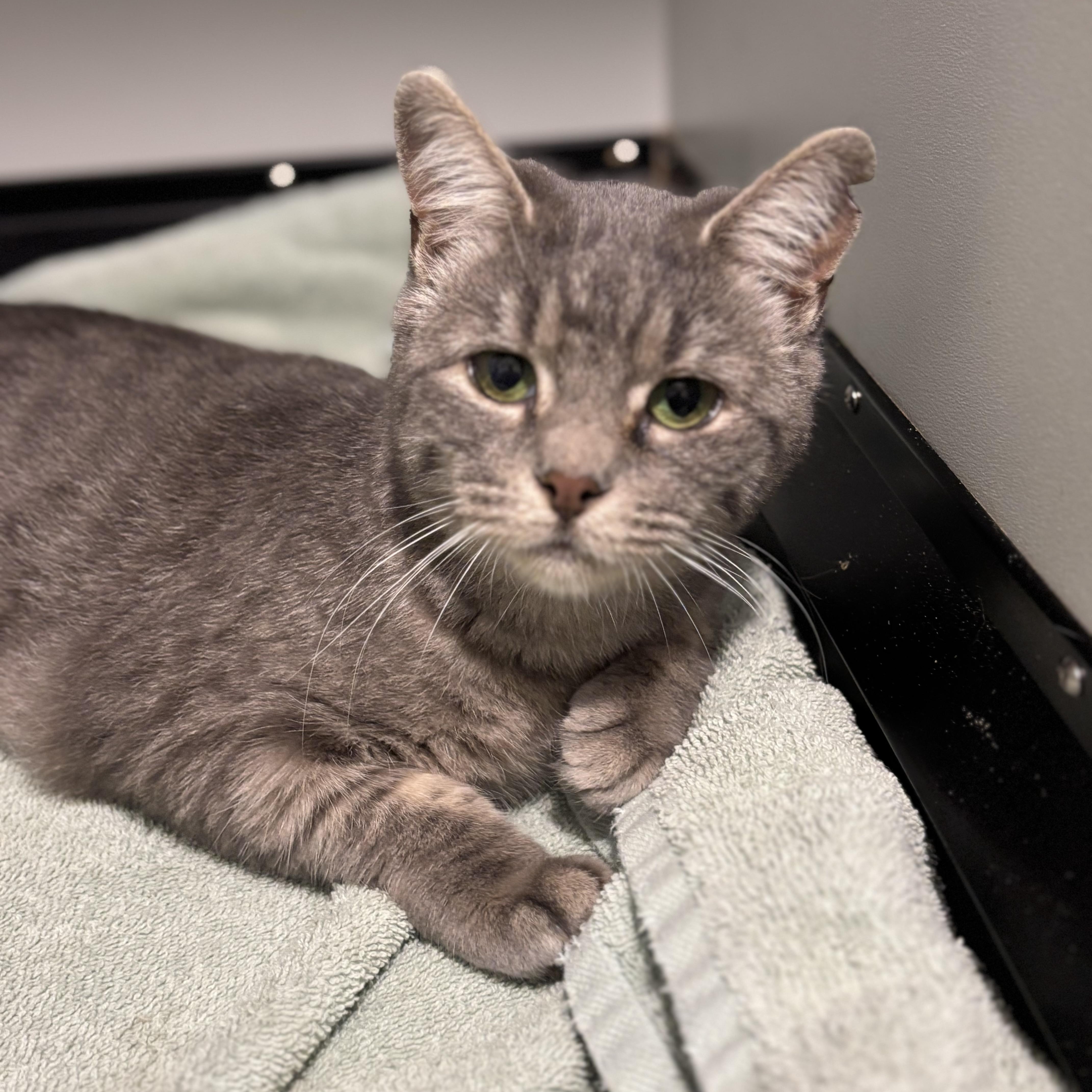 Enlarge Kite, an adopted Domestic Short Hair in Fair Haven, VT image 4/4