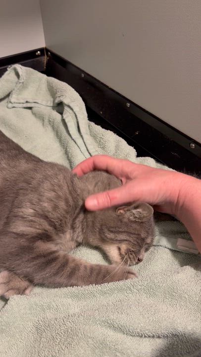 Enlarge Kite, an adopted Domestic Short Hair in Fair Haven, VT video 2/4