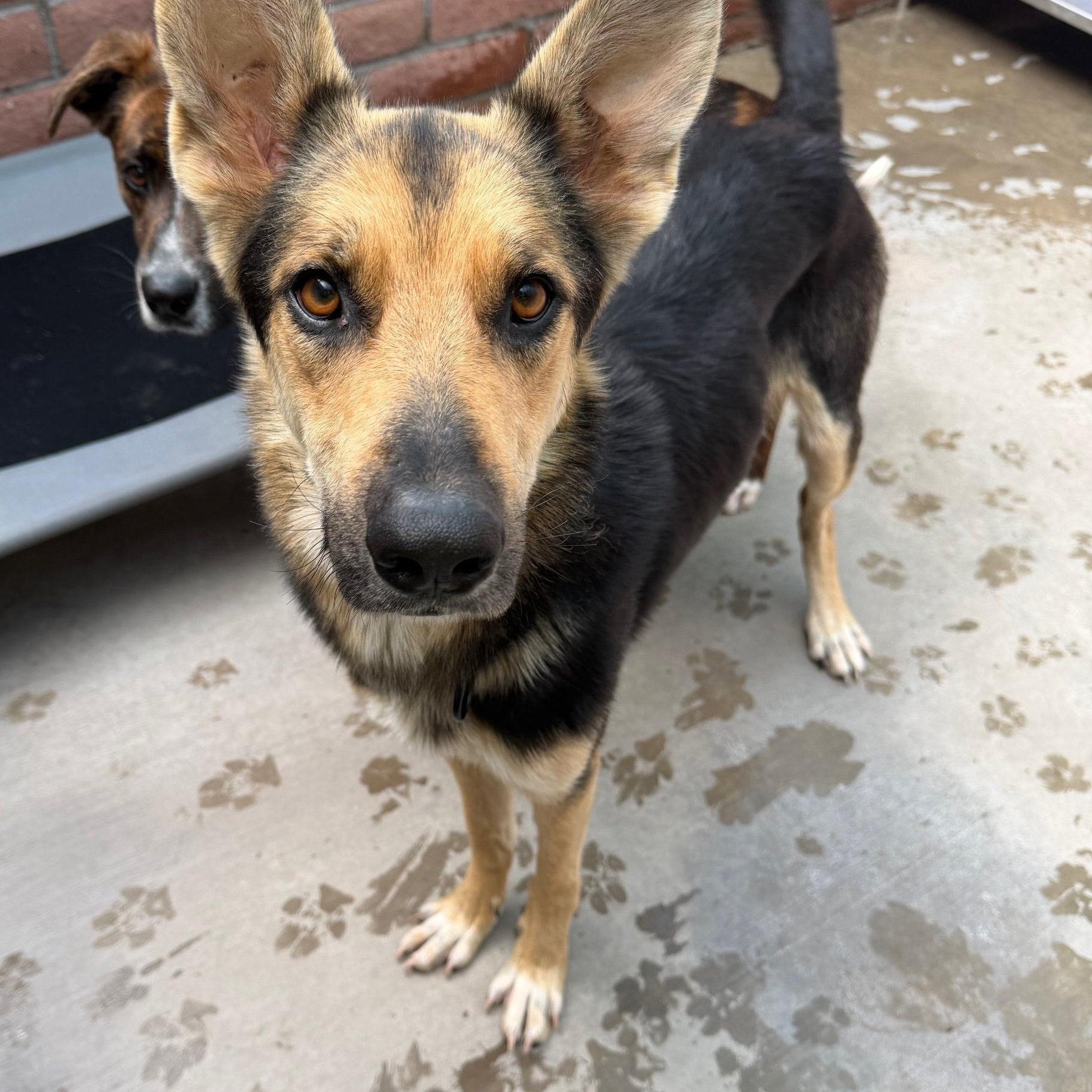 Enlarge Marsha, an adopted German Shepherd Dog in Green Valley, AZ image 1/1
