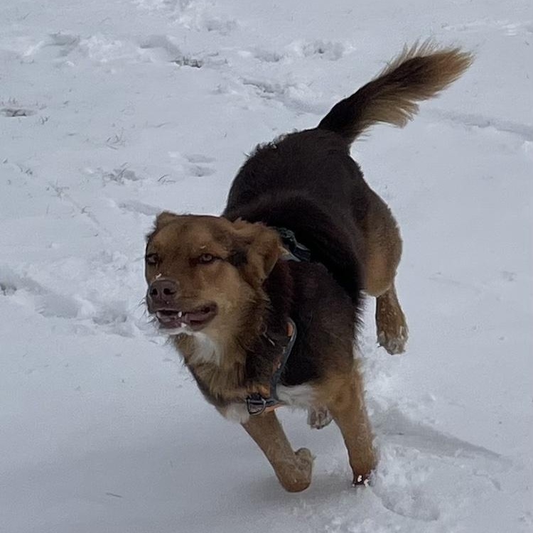 Enlarge Olivia, a ADOPTABLE mixed breed in Denver, CO image 6/6