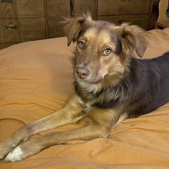 Enlarge Olivia, a ADOPTABLE mixed breed in Denver, CO image 3/6