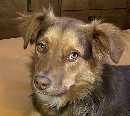 Olivia, ADOPTABLE, Adult Female Australian Shepherd.