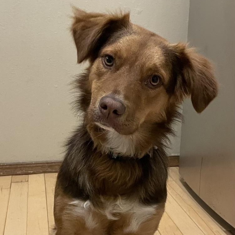 Enlarge Olivia, a ADOPTABLE mixed breed in Denver, CO image 5/6