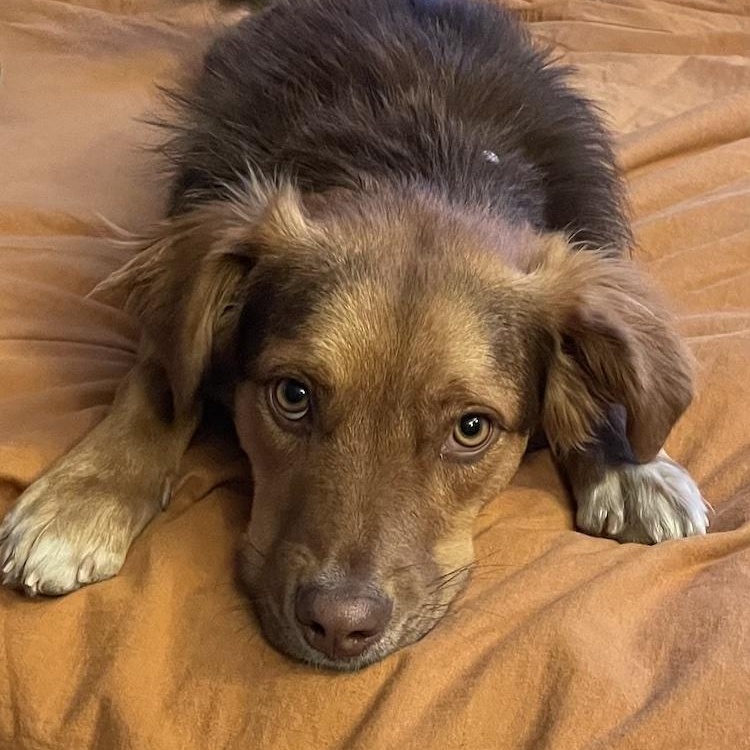 Enlarge Olivia, a ADOPTABLE mixed breed in Denver, CO image 4/6