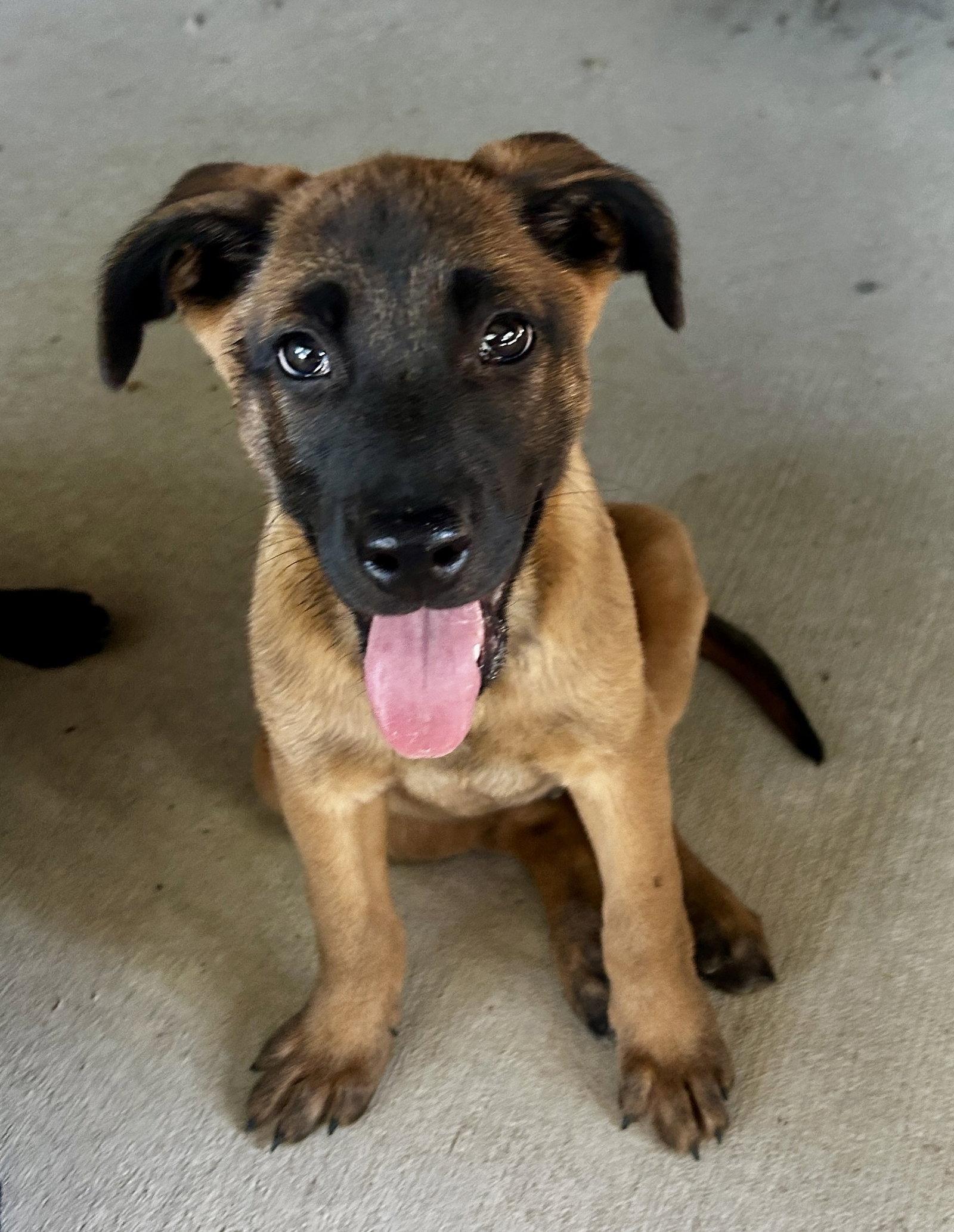 Enlarge Buster, a Adoptable mixed breed in Barnhart, MO image 1/3