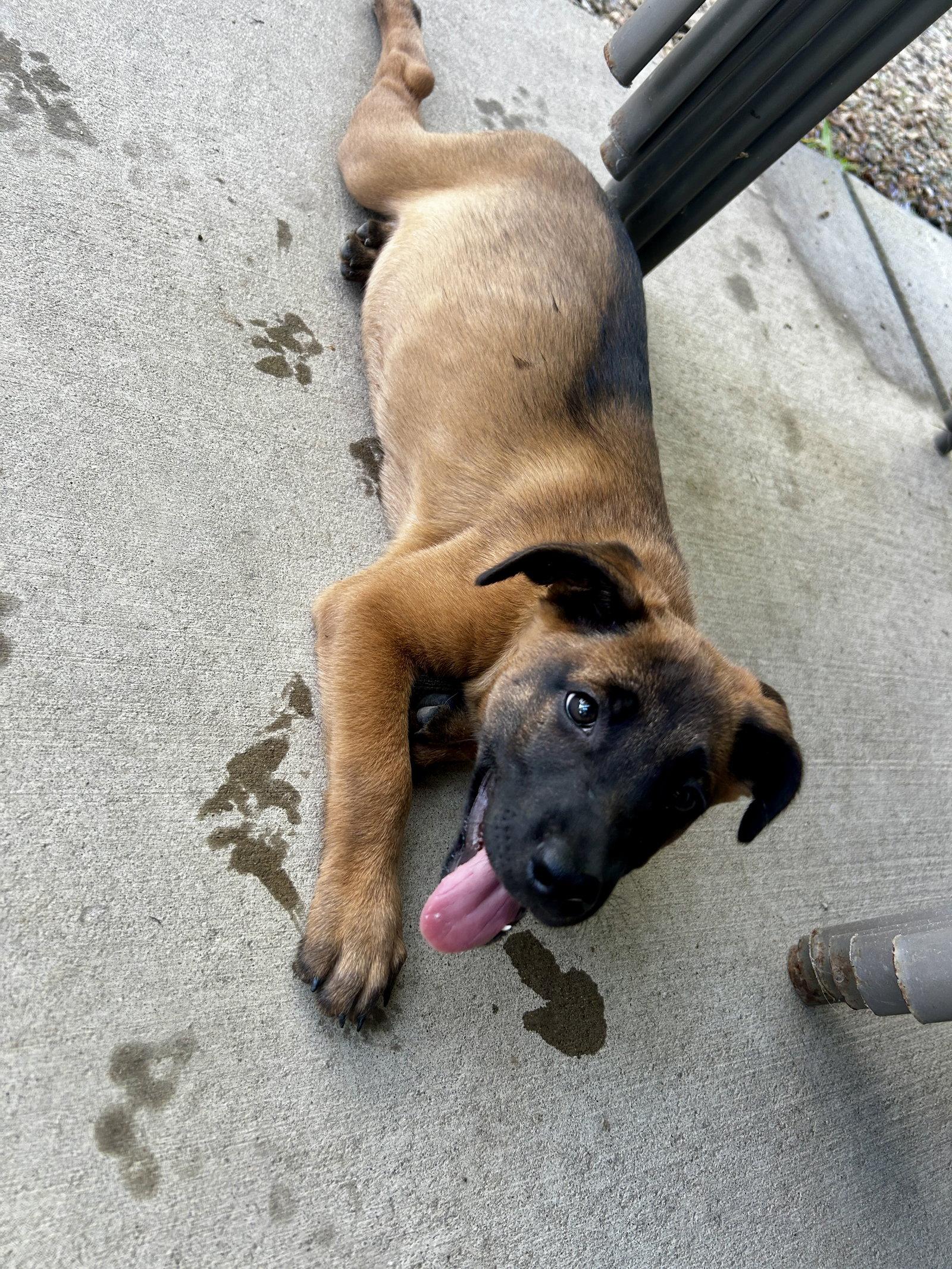 Enlarge Buster, a Adoptable mixed breed in Barnhart, MO image 2/3