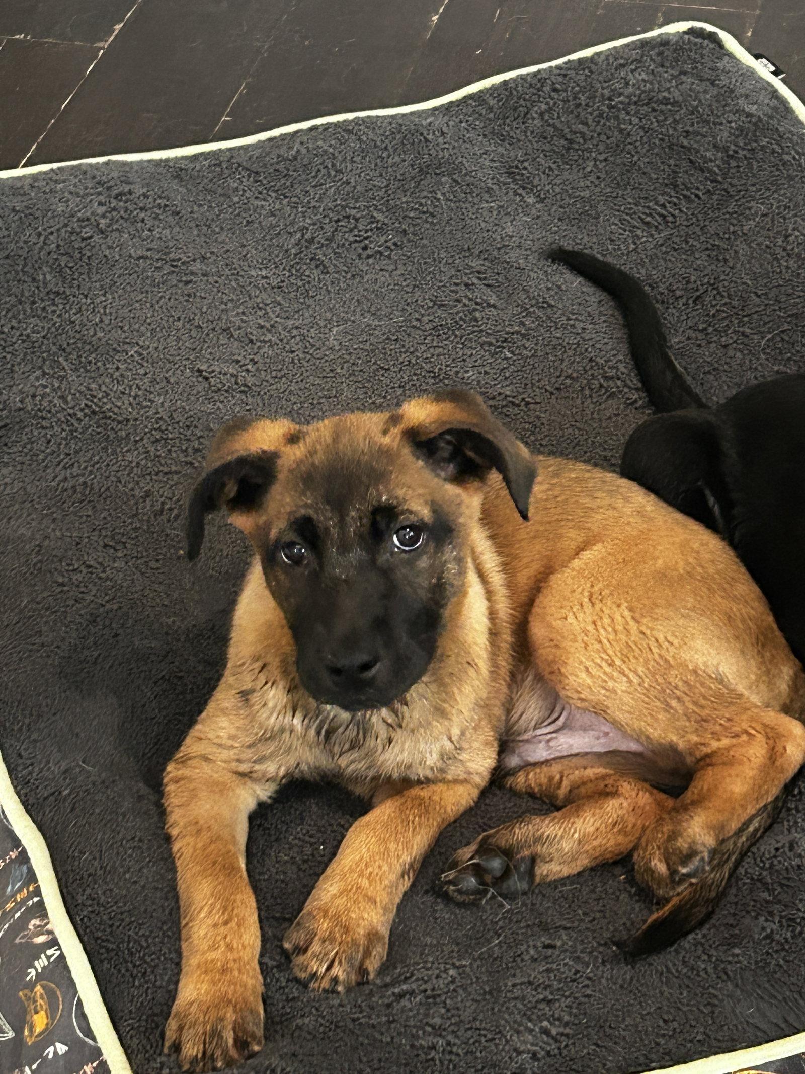 Enlarge Buster, a Adoptable mixed breed in Barnhart, MO image 3/3