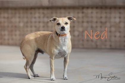 Enlarge Ned, a Adoptable mixed breed in Scottsdale, AZ image 1/2