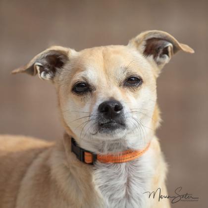 Enlarge Ned, a Adoptable mixed breed in Scottsdale, AZ image 2/2