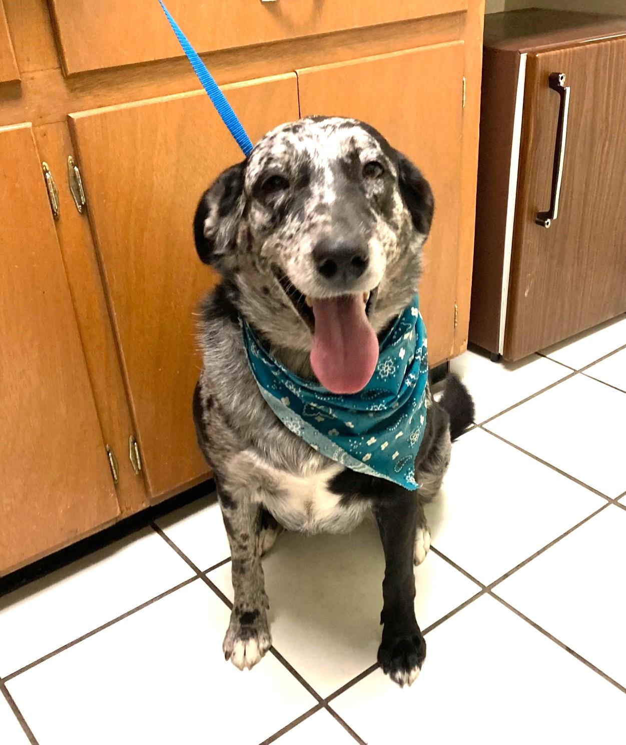 Bella - Foster Needed