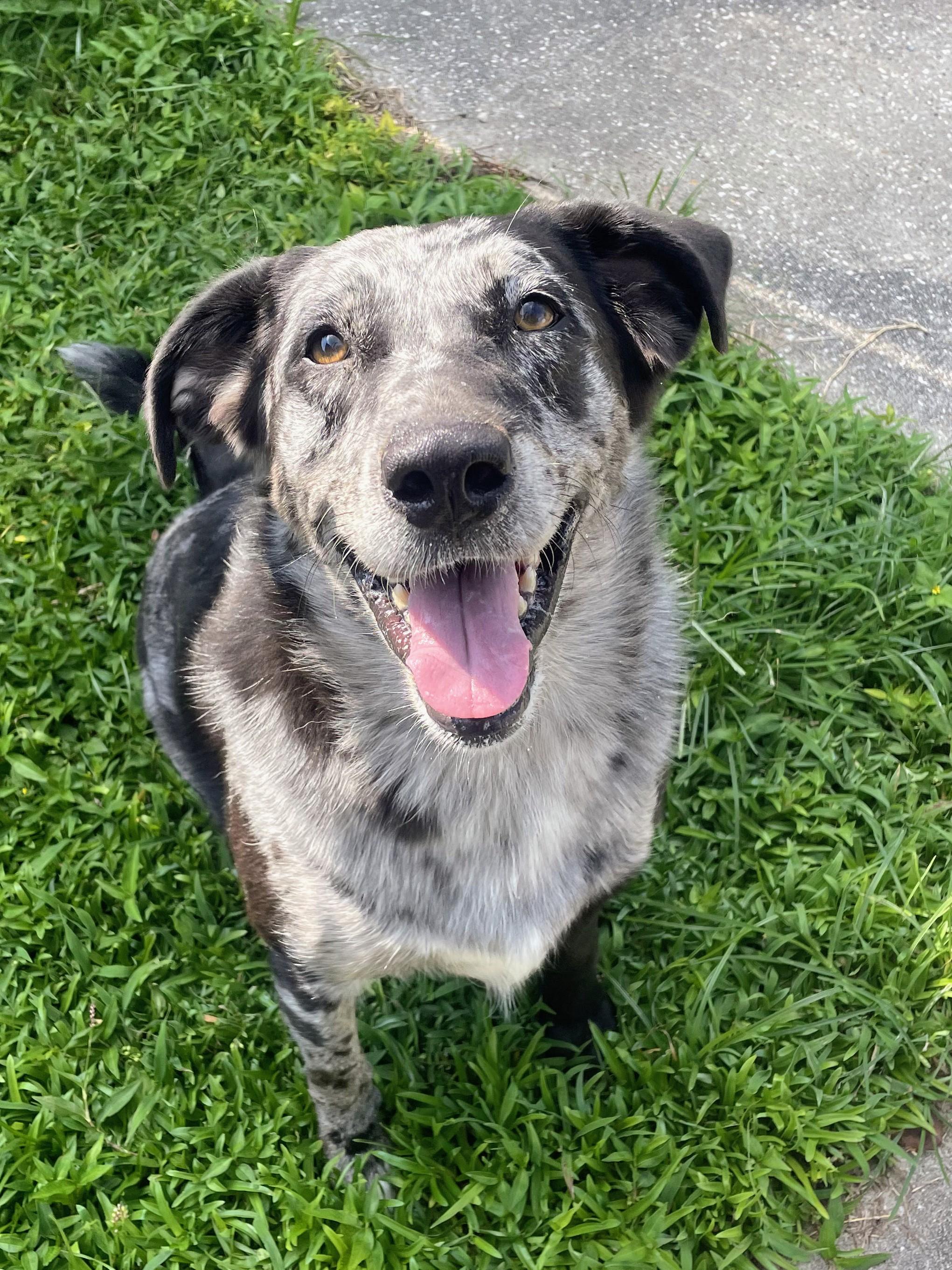 Belle - Foster Needed in the Northeast ASAP!!!