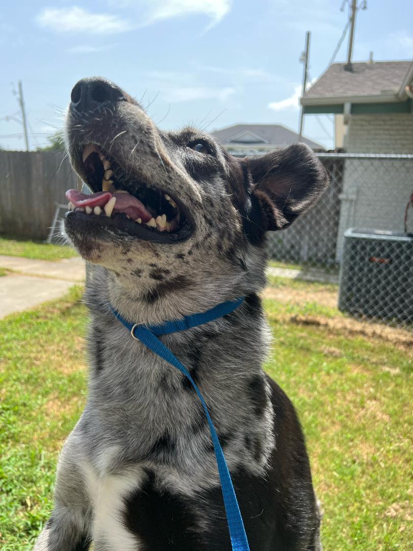 Belle - Foster Needed by 7/12!!! photo 3