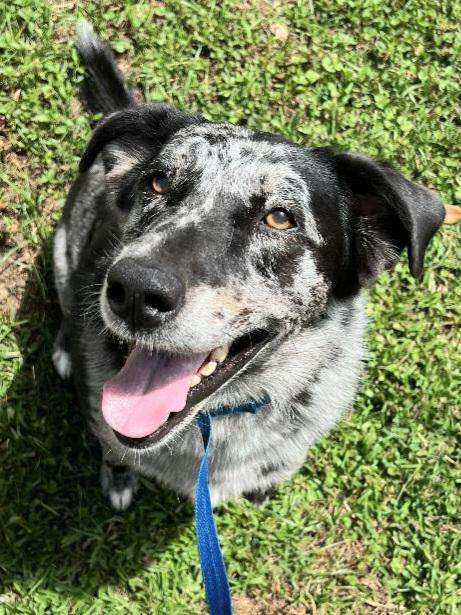 Belle - Foster Needed by 7/12!!!