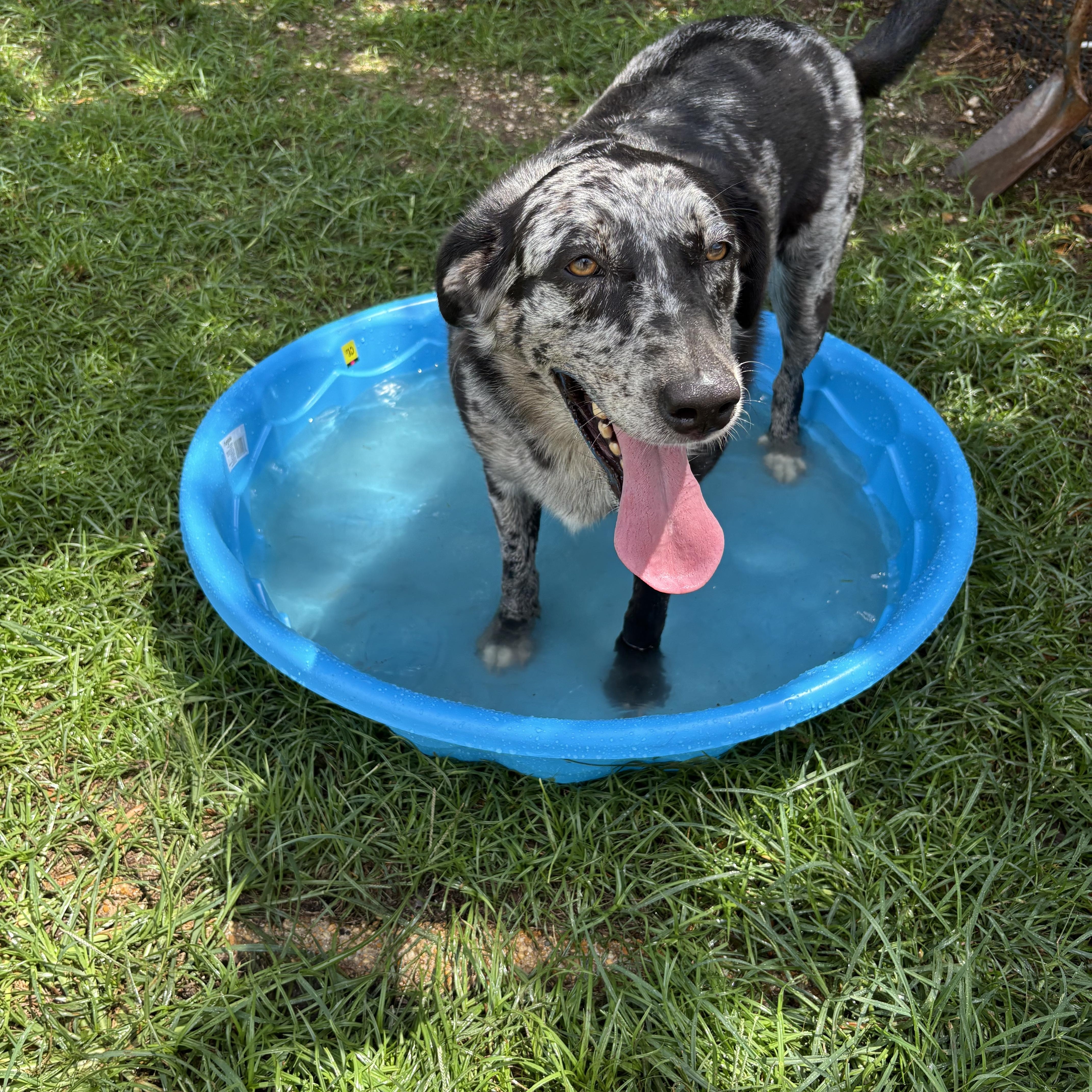 Belle - Foster Needed in the Northeast ASAP!!!