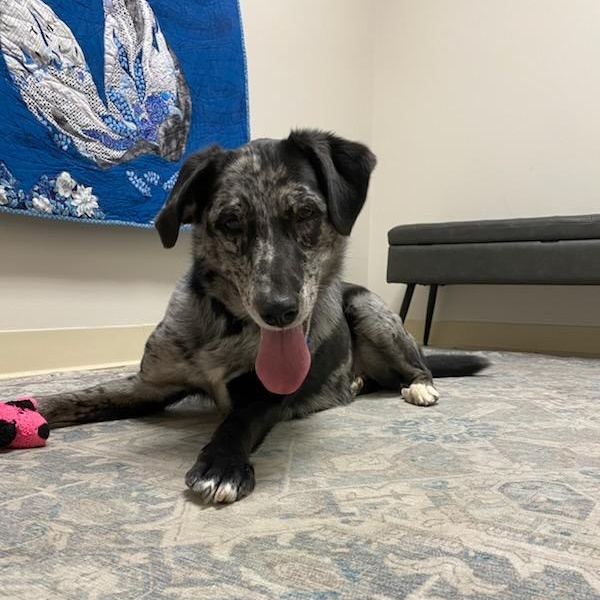Belle - Foster Needed by 7/12!!! photo 6