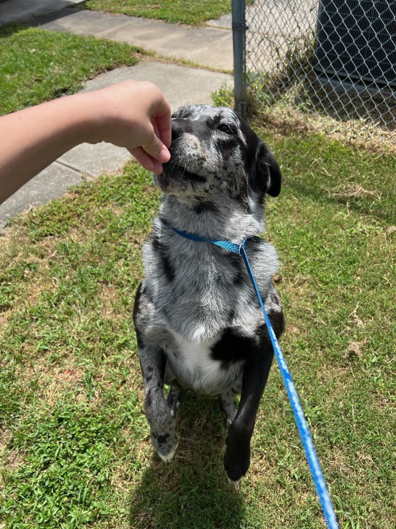 Belle - Foster Needed by 7/12!!! photo 4