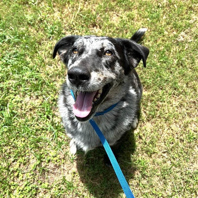 Belle - Foster Needed by 7/12!!! photo 2
