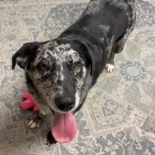 Belle - Foster Needed by 7/12!!! photo 5
