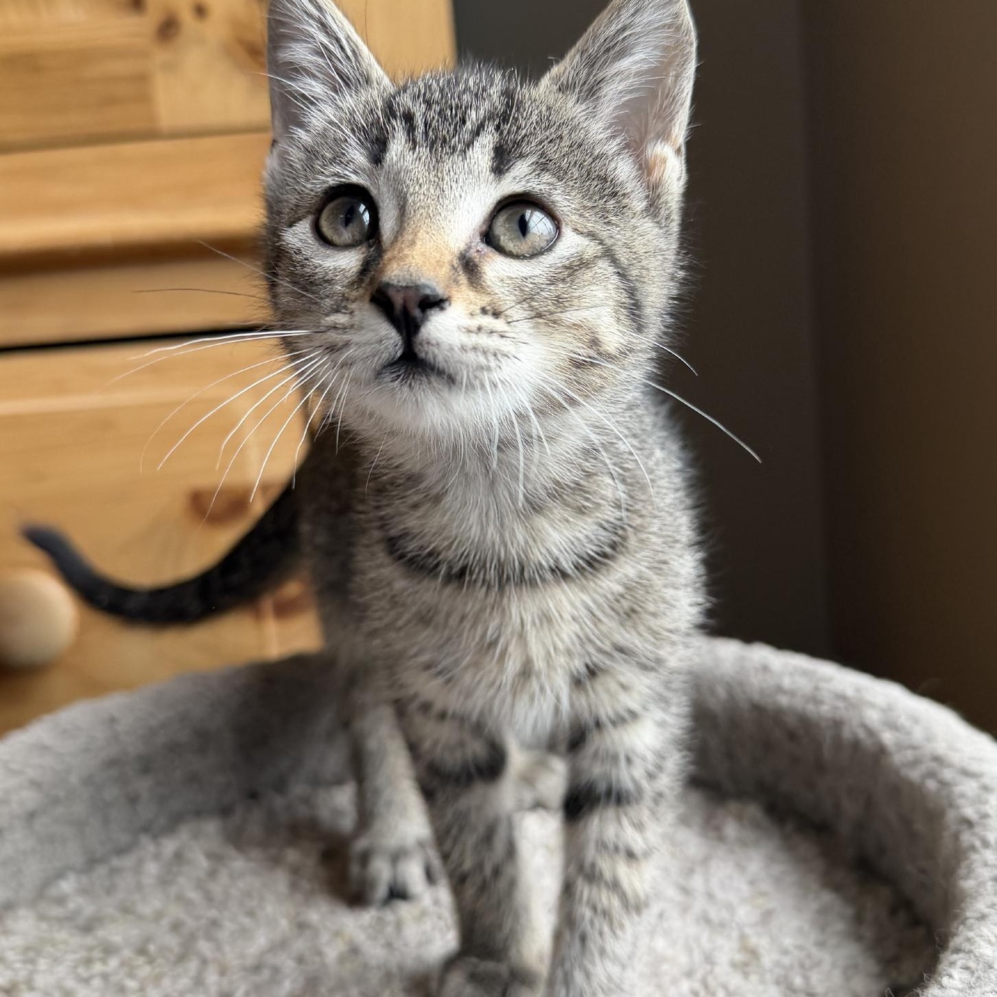 Enlarge Spot, an adopted Domestic Short Hair in Wadsworth, OH image 2/2