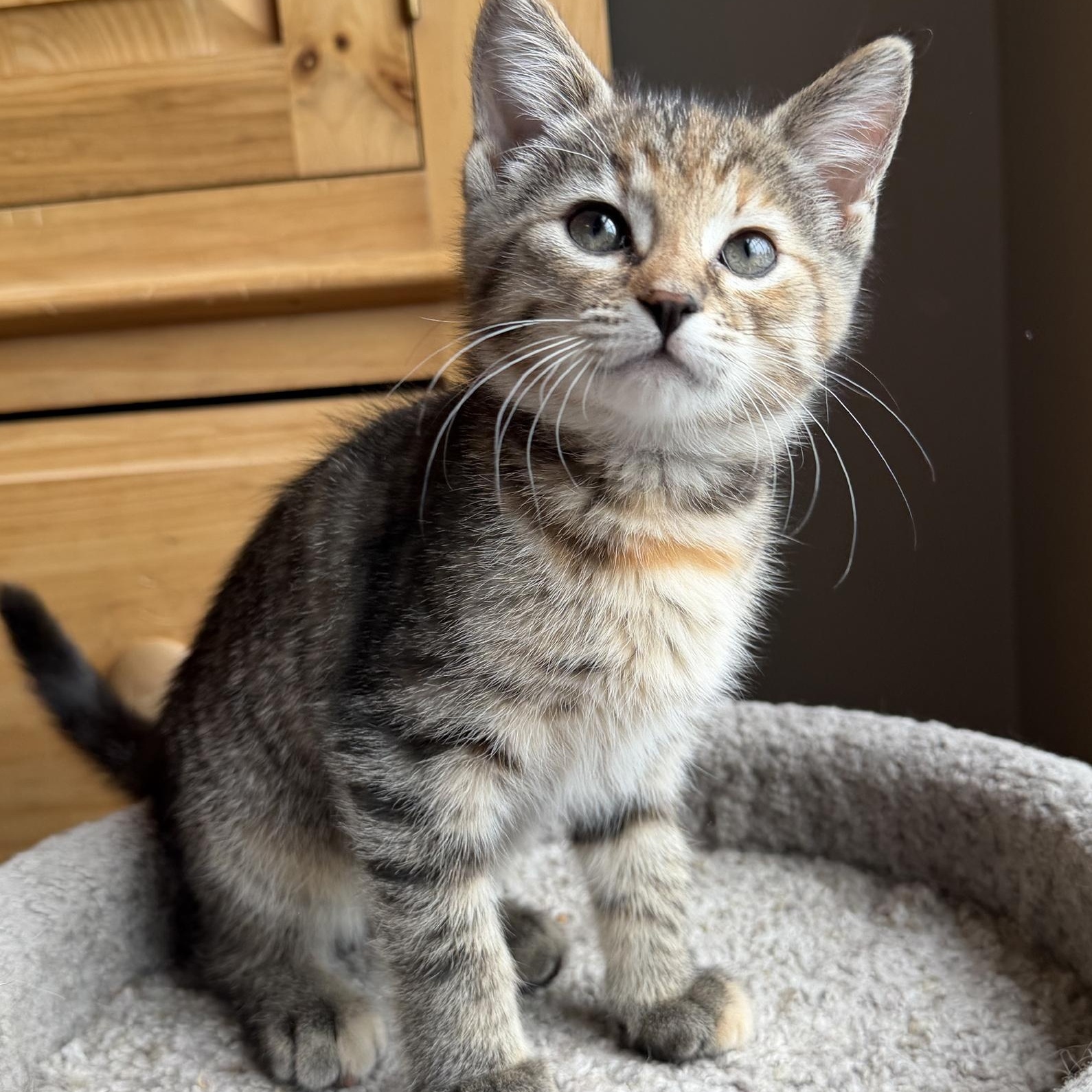 Enlarge Spot, an adopted Domestic Short Hair in Wadsworth, OH image 1/2