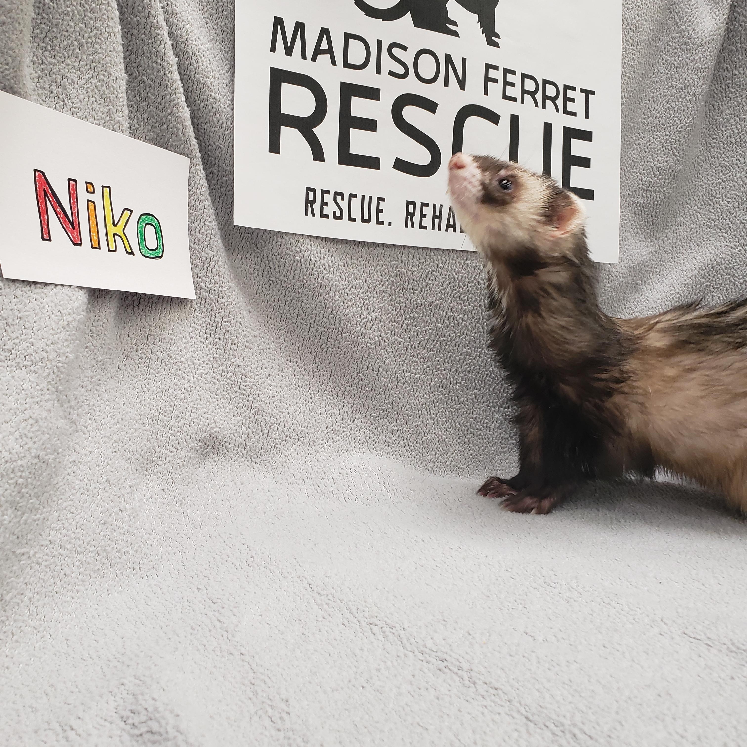 Niko, Adopted, Senior Male Ferret.