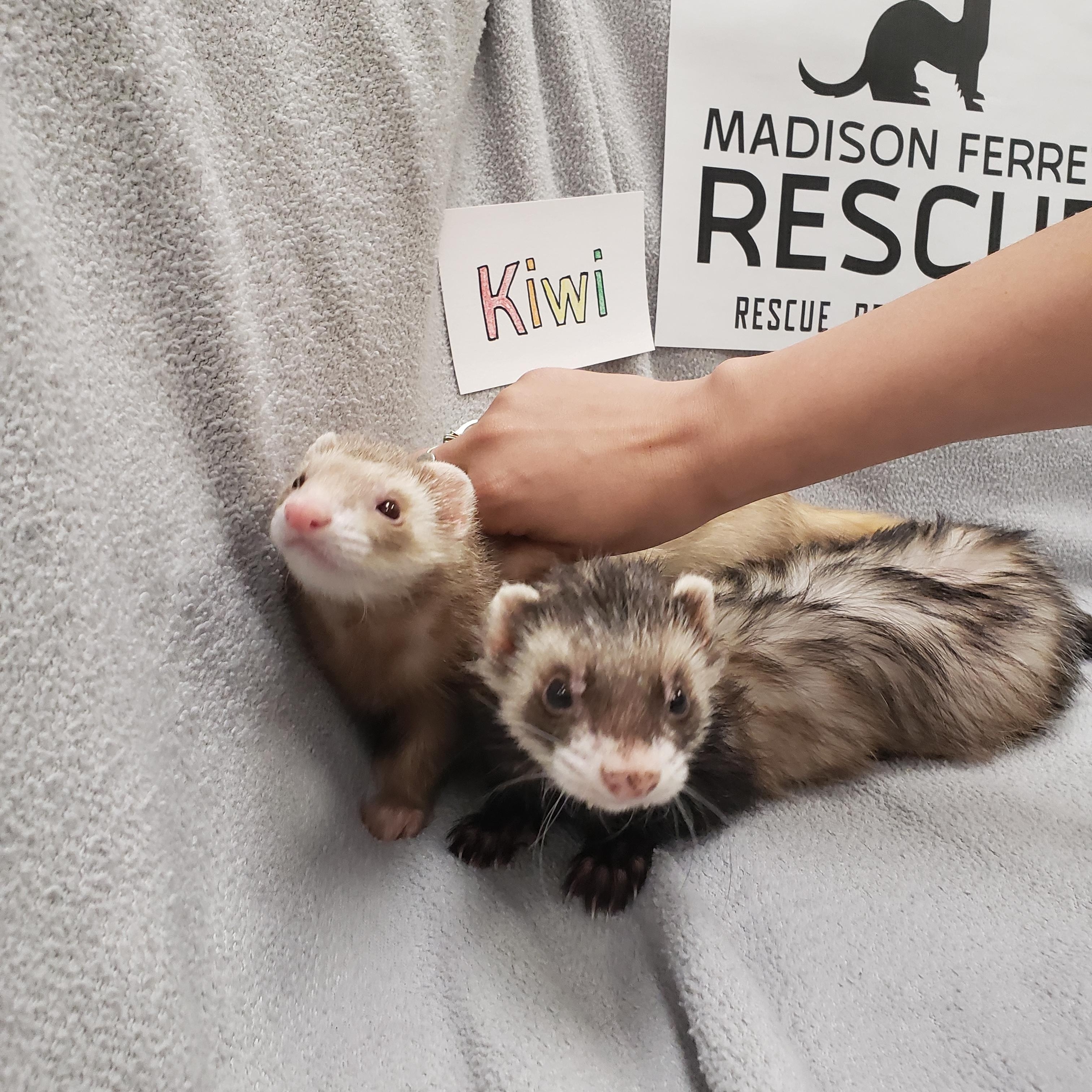 Niko, a Adopted Ferret in Madison, WI image 2/3