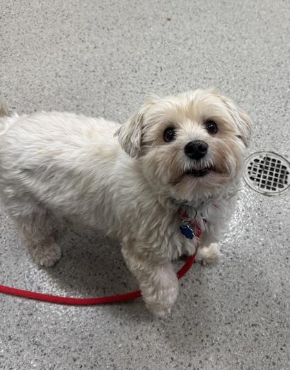 Ollie — thumbnail 2