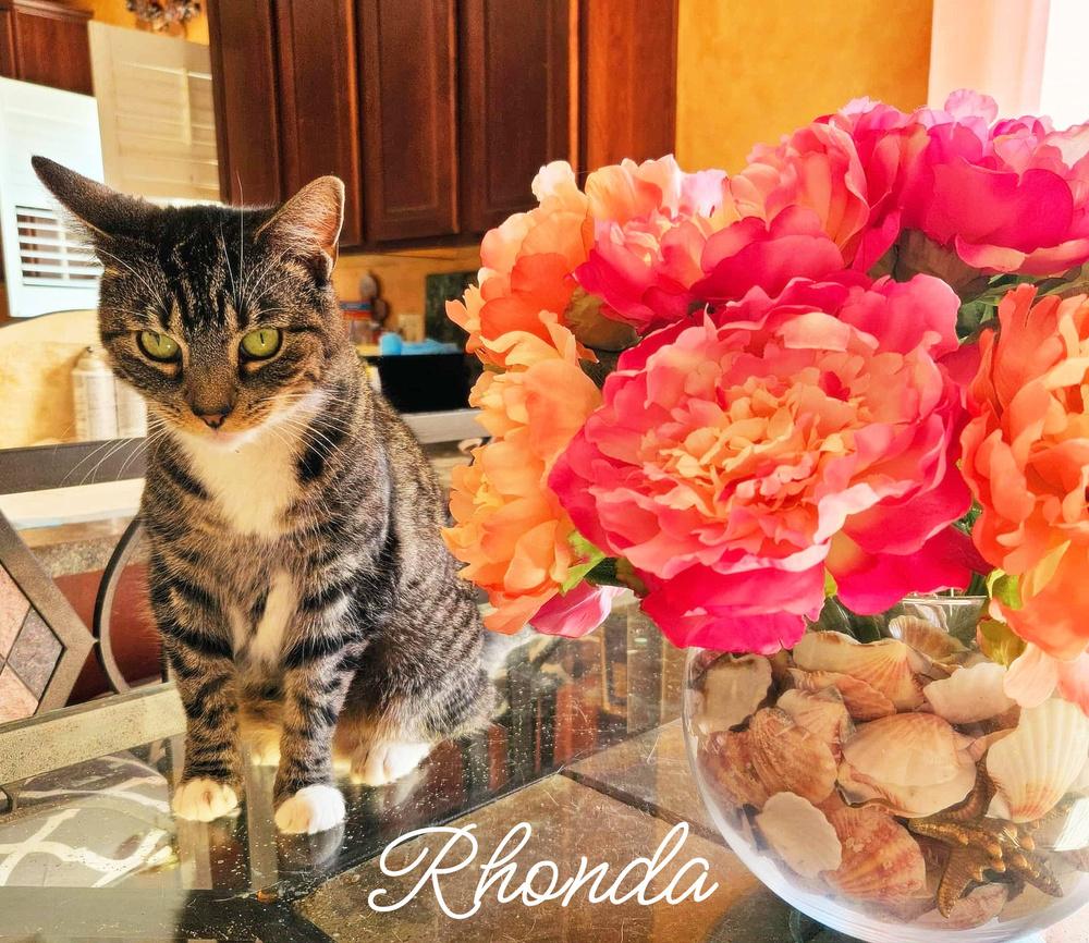Rhonda, Adoptable, Adult Female Tabby.