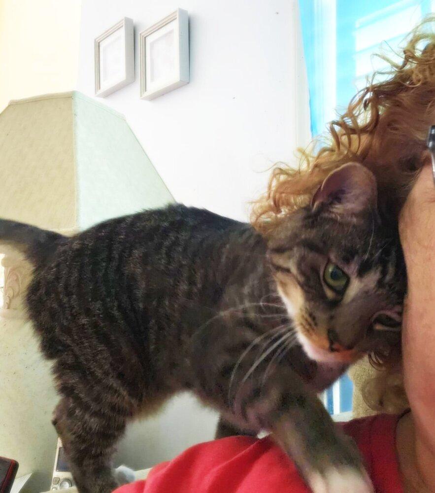 Enlarge Rhonda, a Adoptable Tabby in Culpeper, VA image 3/6