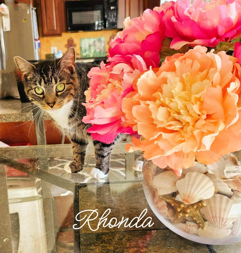 Enlarge Rhonda, a Adoptable Tabby in Culpeper, VA image 4/6
