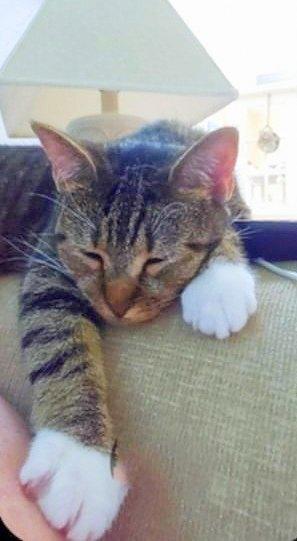 Enlarge Rhonda, a Adoptable Tabby in Culpeper, VA image 5/6