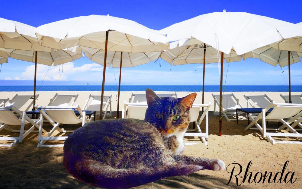 Enlarge Rhonda, a Adoptable Tabby in Culpeper, VA image 6/6