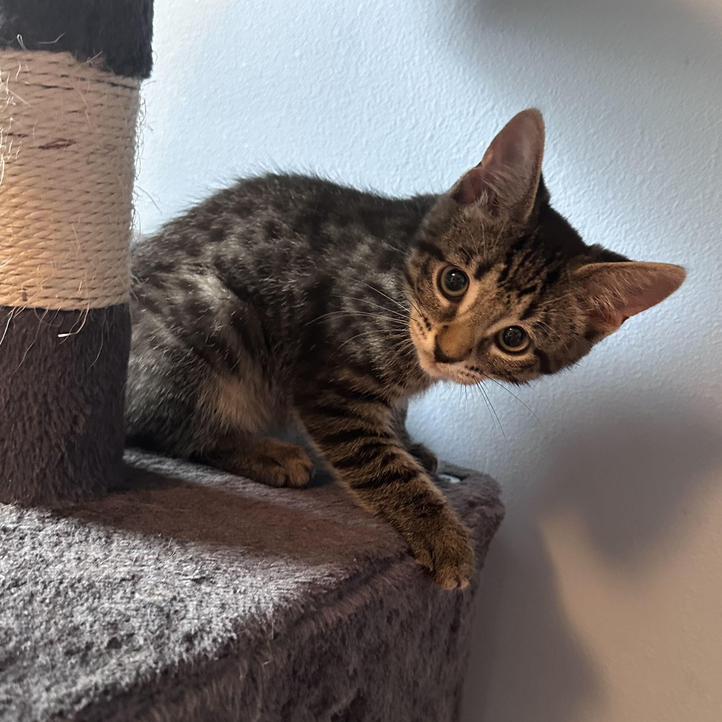Enlarge Copper, a Adopted mixed breed in East Amherst, NY image 5/6