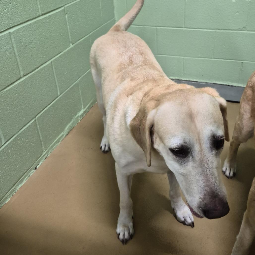 Blanca, Adoptable, Adult Female Labrador Retriever.