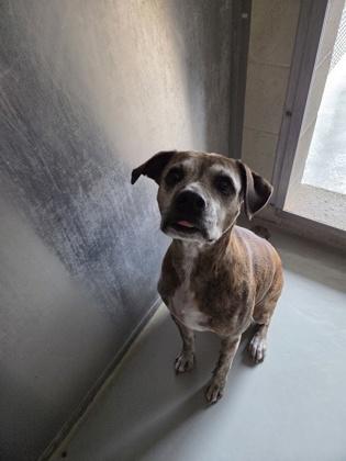 Enlarge Callie, a Adoptable American Staffordshire Terrier in Edgewood, NM image 3/3
