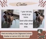 Enlarge Callie, a Adoptable American Staffordshire Terrier in Edgewood, NM image 1/3